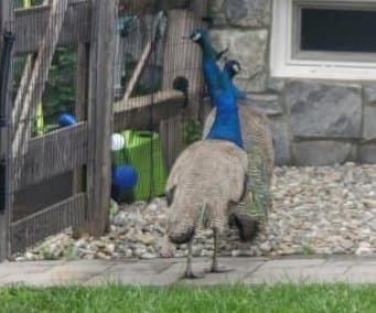 Thumbnail for Bucks County Peacock Sprints Past Police, Wildlife Team, and Homeowners
