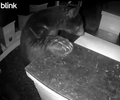 Thumbnail for Bear in Ohio Caught Devouring Whole Beehive at Local Apiary on Camera