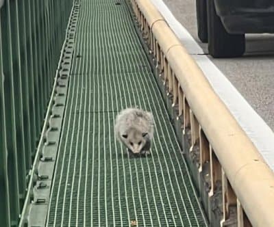 Thumbnail for Opossum Rescued Mid-Bridge on Mackinac, Police Cage Furry Fugitive