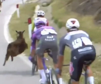 Thumbnail for New Zealand Cyclist Collides With Goat Mid-Giro d’Italia—Wheels, Hooves, And Chaos Ensue