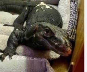 Thumbnail for Water Monitor Lizard Evades Webster Police, Drones Patrol Blueberry Lane