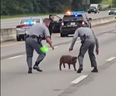 Thumbnail for South Carolina Highway 26 Pig Outruns Two Troopers in Rush Hour Ballet