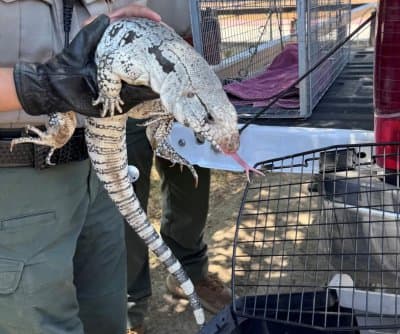 Thumbnail for Giant Tegu Lizard Strolls California Park, Stuns Visitors