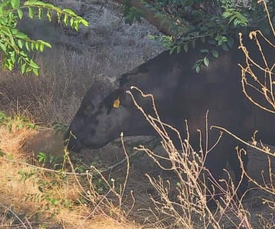 Thumbnail for 60 Cows Escape in Antioch, California, Some Still Roaming