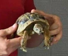 Thumbnail for London Tortoise Triggers 1-Room Fire; Dog Hides, Firefighters Arrive