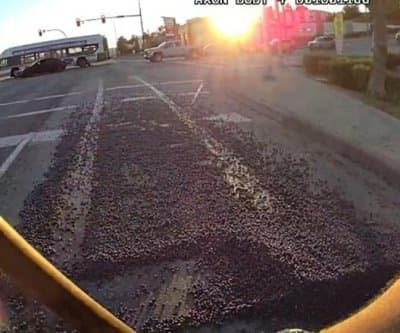 Thumbnail for British Columbia Highway: 3,000 Blueberries Trigger Rush Hour Police Shoveling