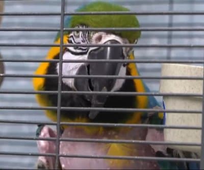 Thumbnail for Rhode Island Parrot's R-Rated Rants Seek New Home