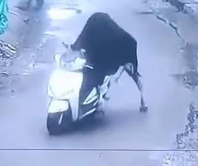 Thumbnail for Wandering Bull in India Caught Joyriding on Parked Scooter in Viral Video