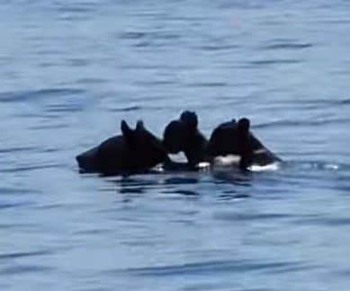 Thumbnail for Quabbin Reservoir: Mother Bear Ferries Cubs Across Waters