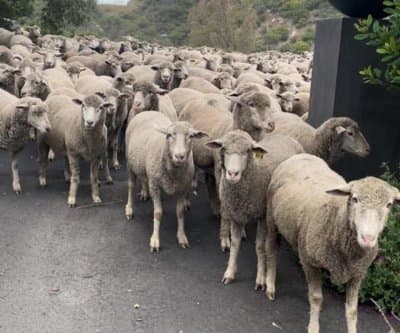 Thumbnail for 300 Sheep Stage Fluffy Traffic Jam on Santa Barbara's Mountain Drive
