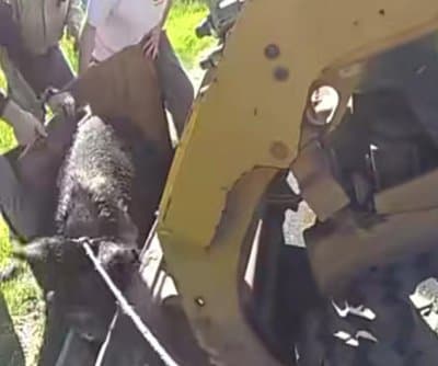 Thumbnail for Wisconsin Deputies, Pig, and Shovel Stage Ditch Lasso Showdown