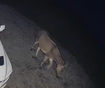 Thumbnail for Michigan Doorbell Camera Catches Escaped Zebra-Donkey Hybrid Living Its Best Life