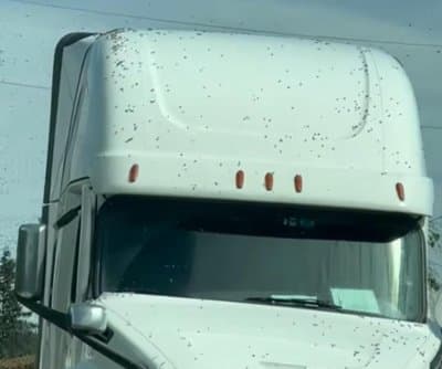 Thumbnail for 14 Million Bees Swarm Washington Road After Honey Truck Flips, Beekeepers Rally