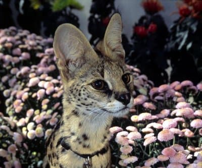 Thumbnail for African Serval Spotted Roaming Swansboro, North Carolina