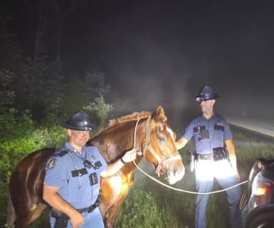 Thumbnail for Maine Highway Horse: Troopers Lasso 3 A.M. Runaway Near Burnham