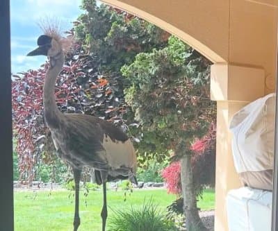Thumbnail for East African Crowned Crane Alice Joins Herons, Nabbed in Issaquah Yard