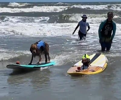 Thumbnail for Florida Dog Surfing Festival Crowns Canine Wave King as Pups Hang Ten