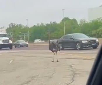 Thumbnail for Emu Escapes Trailer on Pennsylvania Highway, State Police Stage Unlikely Bird Chase