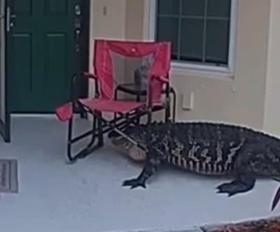 Thumbnail for Florida Alligator Knocks on Doors, Gets Stuck in Chair With Deputies Watching