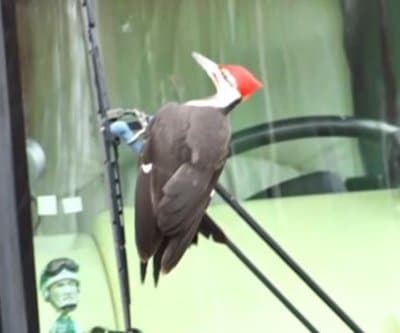 Thumbnail for Massachusetts Woodpecker Wages Bizarre Car-Vandalism Spree, Pecking 25 Vehicles Into Submission
