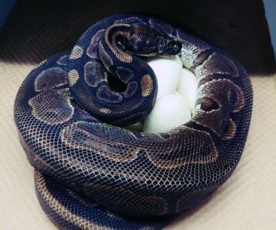 Thumbnail for Ball Python Invades Somerville: 4-Foot Pet Snake Inspires Twilight Surveillance