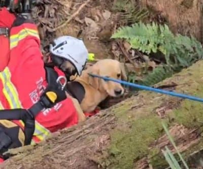 Thumbnail for Labrador Ted Rescued After 26-Foot Mine Shaft Plunge in Victoria