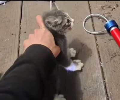 Thumbnail for Long Island Kitten Rescued by Recorded Meows, Emerges From Pipe