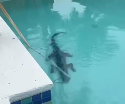 Thumbnail for Florida Alligators Crash Pools, Deputies Remove Two in One Day