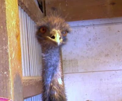 Thumbnail for Minnesota Emus Outrun Storm, Mistaken for Insurance Mascots in Wild Chase