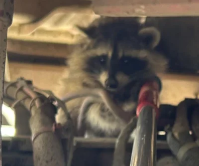 Thumbnail for Colorado Baby Raccoon Naps in Truck Engine, Animal Officer Stages Drowsy Rescue