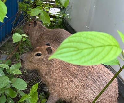 Thumbnail for GdaĹsk Capybaras Flee Private Zoo, Police and Locals Join Wild Chase