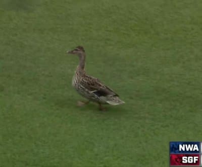 Thumbnail for Baseball Game in Missouri Delayed by Duck Duo Taking a Leisurely Stroll on Field