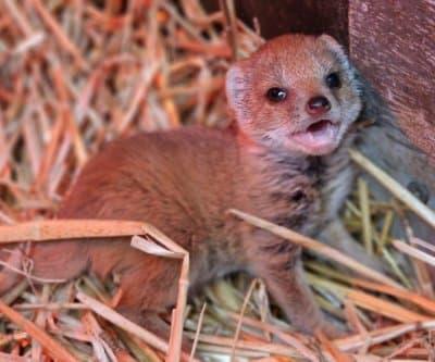 Thumbnail for Isle of Man's Mongoose 'Gef' Resurfaces 15 Miles Away