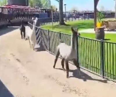 Thumbnail for Cedar Point Alpacas Stun Ohio Park With Surprise Escape and Train Chase