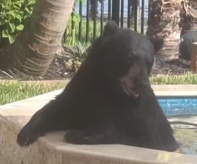 Thumbnail for Florida Bear's Hot Tub Soak Ends with Doughnut Arrest