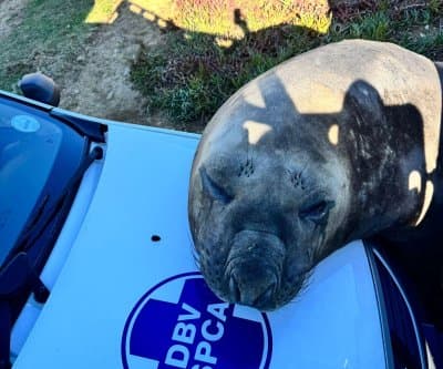 Thumbnail for Elephant Seal Blocks Cape Town Road, Cuddles SPCA Car in Daylight Drama