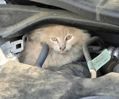 Thumbnail for Pennsylvania Cat Stows Away Under State Senator’s Hood, Demands Legislative Lift