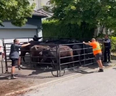 Thumbnail for 24 Water Buffalo Parade Through Surrey Streets After Daring Escape