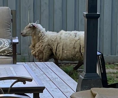 Thumbnail for Oregon Sheep Outsmarts Police: Beaverton’s Fleece Fugitive Evades Capture Twice