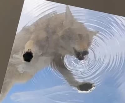 Thumbnail for Coyote Hydrates in High Style by Sipping Water from Los Angeles Salon Skylight