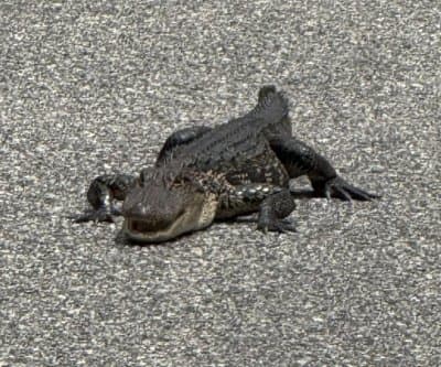 Thumbnail for South Carolina Alligator Halts 1,200 Cars, Firefighters Direct Reptile Traffic Ballet