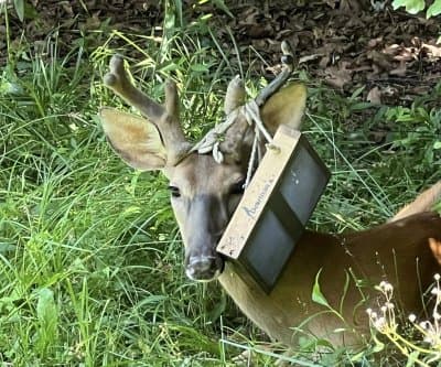 Thumbnail for Ohio Deer Turns Bird Feeder Into Antler Hat Near Dollar General