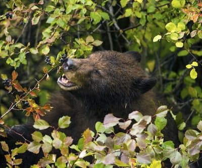 Thumbnail for Four Bears Bust Pantry in Connecticut Home, Residents Evacuate Unscathed