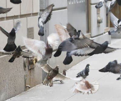 Thumbnail for Pigeon Fest Manhattan Unleashes 17-Foot Sculpture, Impersonators, Zumba Birds