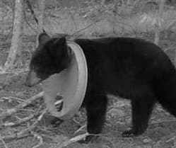 Thumbnail for Michigan Bear's 2-Year Plastic Necklace Finally Removed