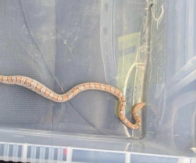 Thumbnail for London Chip Shop Python Panic Ends With Juvenile Corn Snake Twist