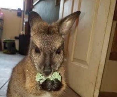 Thumbnail for Oswego Zoo's Wallaby Mac Evades Thermal Drones in Twilight Hide-and-Seek