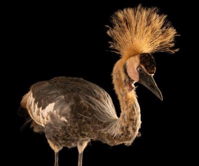Thumbnail for East African Crowned Crane With Golden Head Escapes Issaquah Zoo Alert
