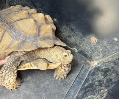 Thumbnail for Surfside Beach Police Corral Escaped Tortoise on Ocean Boulevard