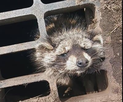 Thumbnail for Watch: Laundry Pods Save a Raccoon Stuck in a Storm Drain!